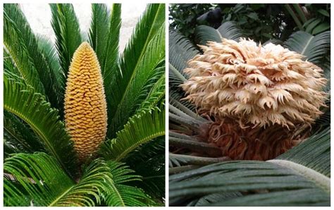 It can easily maintain vitality in a pot. Growing Sago Palms - How to Grow a Sago Palm Tree | Sago ...