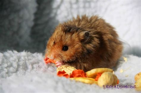 Golden Umbrous Rex Satin Lh With Images Cute Hamsters Bear Hamster Syrian Hamster