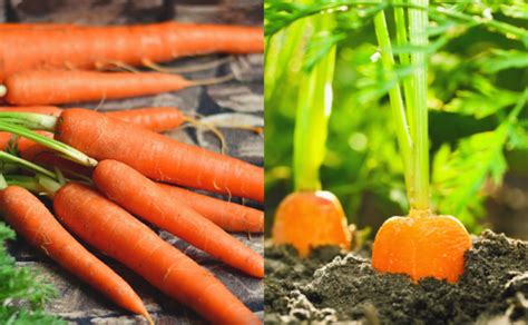 Is Carrot A Fruit Or A Vegetable Benefits And Side Effects