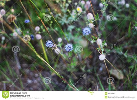 Little Blue Flowers In The Field Stock Photo Image Of Summer Forest