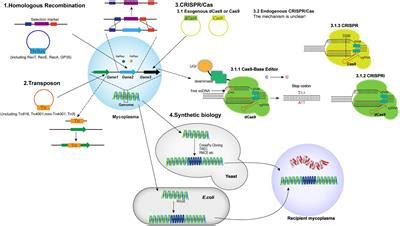 Frontiers Gene Editing Tools For Mycoplasmas References And Future