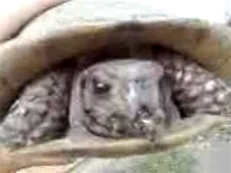 Its special story within a story is an irresistible invitation for readers to become part of the book itself. Turtle from The Neverending Story - YouTube