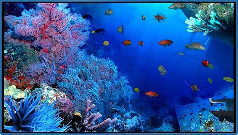 Aquareal 3d Sea Aquarium Screensaver Download Free