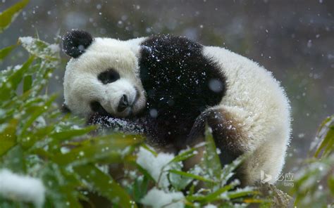Giant Panda Cub Ailuropoda Melanoleuca Wolong National Nature