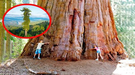 The Tallest Trees In The World Youtube