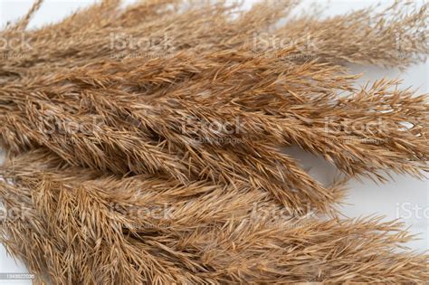Brown Bundles Of Reed Close Up Stock Photo Download Image Now