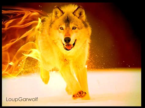 48 Fire Wolf Wallpaper Wallpapersafari