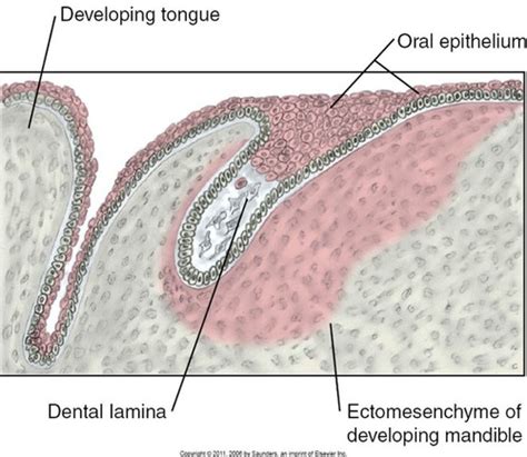 Histology Ch 6 Tooth Development And Eruption Flashcards Quizlet