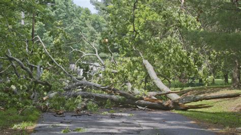 Funds are typically withdrawn from a bank account within one to three business days. Does Homeowners Insurance Pay for Tree Removal? | ELM Tree Care