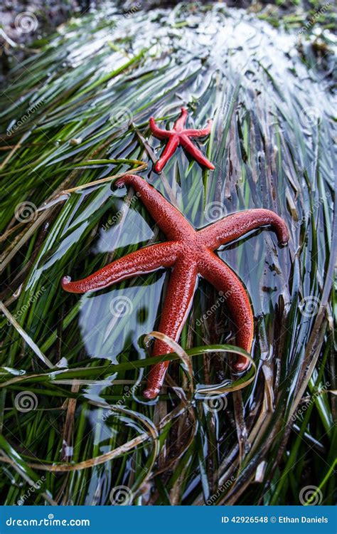 Pacific Blood Sea Stars Stock Photo Image Of Climate 42926548