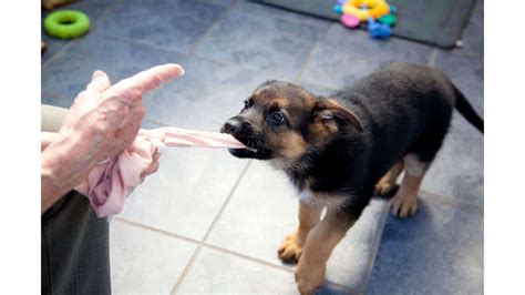 When Do German Shepherds Calm Down Stop Chewing And Biting Etc