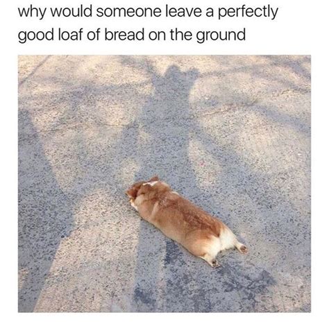 29 Hilarious Memes For The Corgi Lover In All Of Us Cuteness