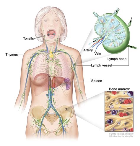 Cervical bones diagram 12 photos of the cervical bones diagram cervical bones diagram, cervix anatomy diagram, bone, cervical bones related posts of human back bones diagram human bone parts name. Lymph System, Female | Lymph system; drawing shows the ...