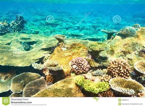 Coral Reef At Maldives Stock Photo Image 49690211