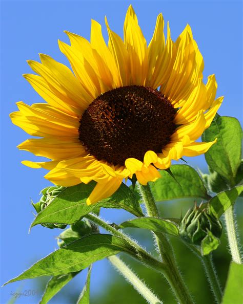 Sunflower Photograph By Dazzleme Photography Pixels