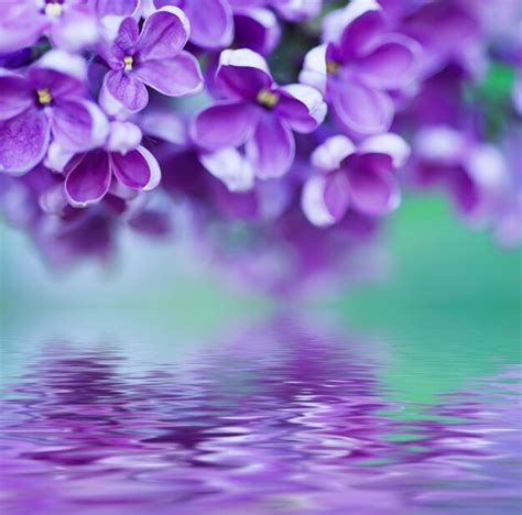 Premium Photo Macro Image Of Spring Lilac Violet Flowers With Water