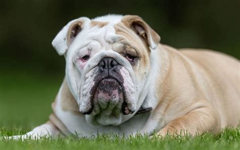 Bulldog Ban No More Brachycephalic Breeds On Trademe Rnz News