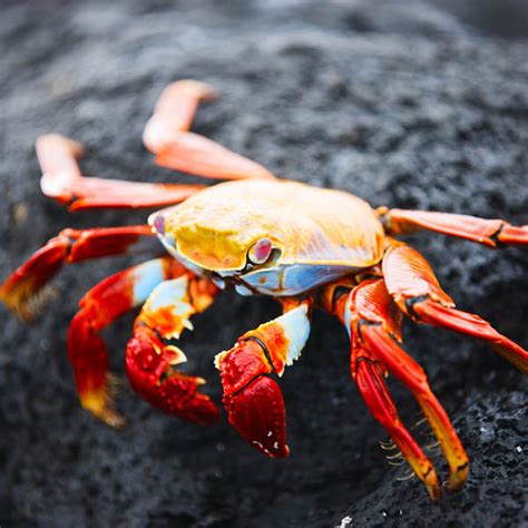 10 Different Types Of Crabs And Their Characteristics You