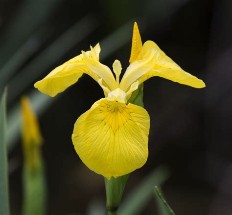 Gambar Menanam Botani Flora Bunga Iris Mata Langka Iris Kuning