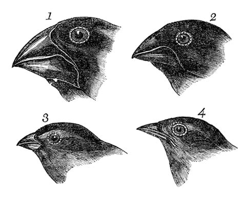 Sketches Of Finches Made By Darwin Evolution Evolution Art Darwin