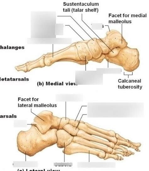 Lateral And Medial View Of Foot Diagram Quizlet