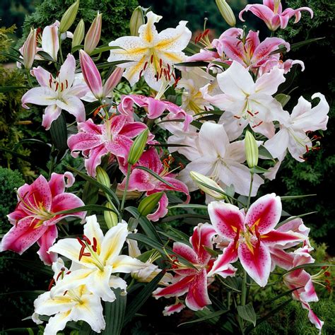 Oriental Mixed Lilies Order Mixed Lily Bulbs Online Bulbs Direct Nz