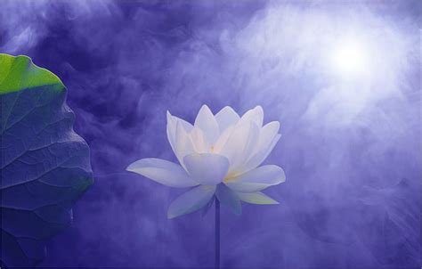 Lotus Flower Symbolizing Many Things Including Spiritual Awakening