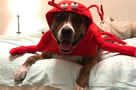 Lobster Dog Halloween Costume By Casual Canin Baxterboo