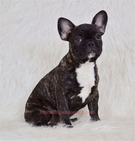 Contact us for more info or visit our. Available Puppies - French Bulldogs LA