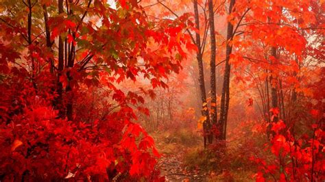 Autumn Leaves 2017 Wallpapers Wallpaper Cave