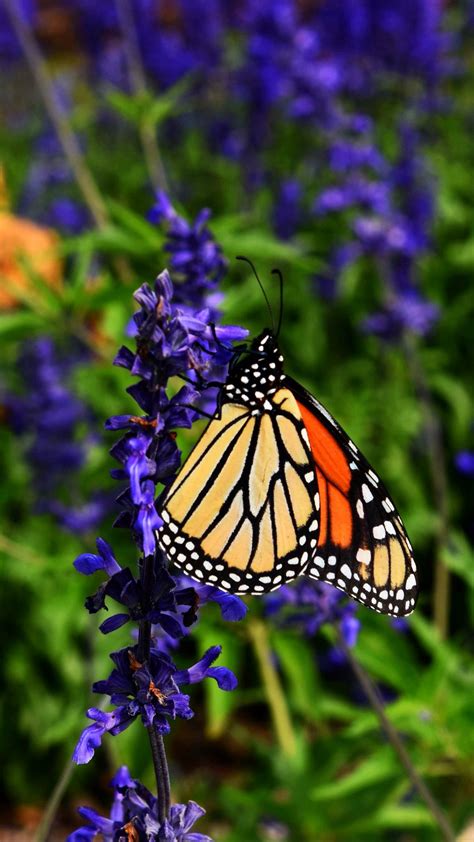 Download Wallpaper 1080x1920 Monarch Butterfly Butterfly