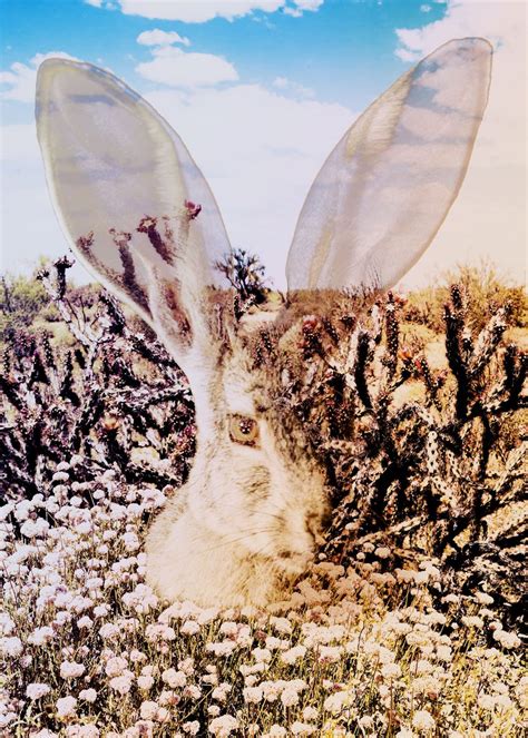 Spirit Of The Jack Rabbit Poster By Amber Katya Anderson Displate
