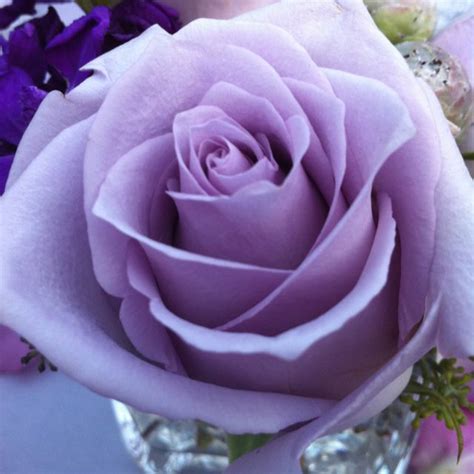 Pretty In Purple Purple Roses Pretty Roses Flowers