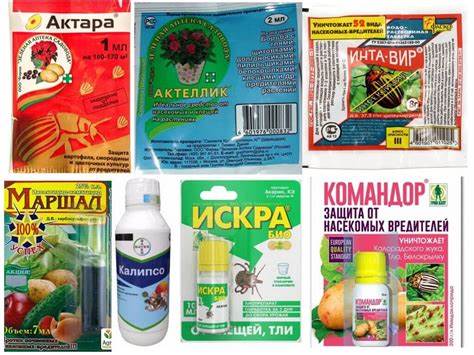 Диета на свекле и только
