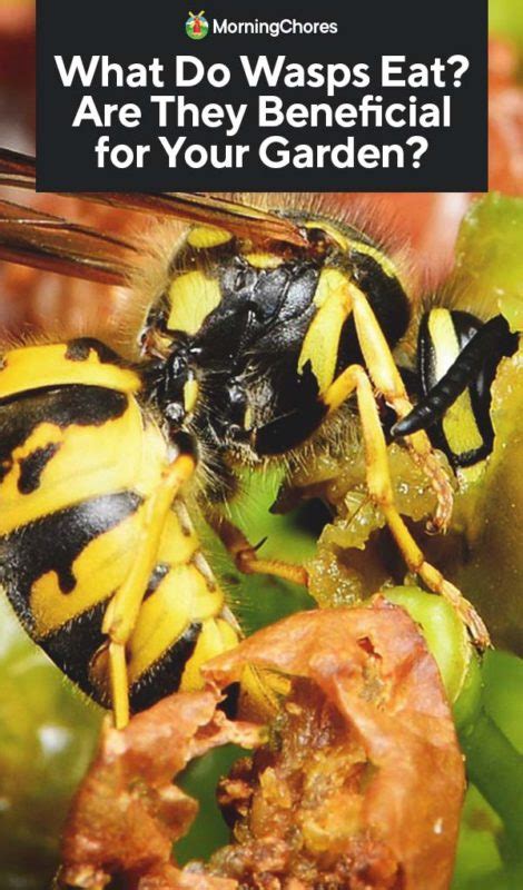 What Do Wasps Eat Are They Beneficial For Your Garden Wasp Beneficial Bugs Buy Flowers Online