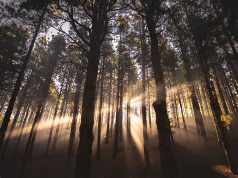 Desktop Wallpaper Lights Of Sun Sunbeams Forest Tree Hd Image