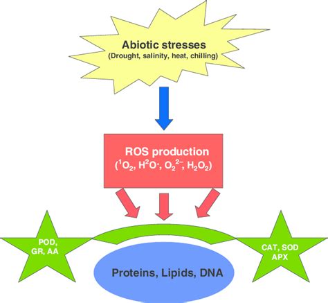 Role Of Antioxidant Enzymes In Reactive Oxygen Species ROS Scavenging