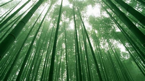 🥇 Chinese Bamboo Forest Wallpaper 44193