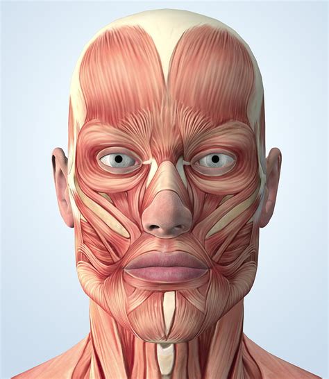 Muscular System Of The Head Photograph By Roger Harris