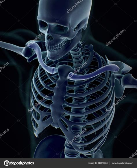 Human Collar Bones Anatomy Model Stock Photo By ©anatomyinsider 146519653