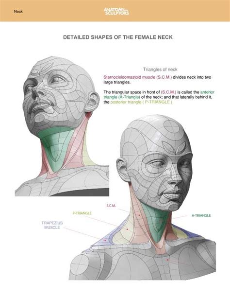 Artstation Female Neck Anatomy Shapes