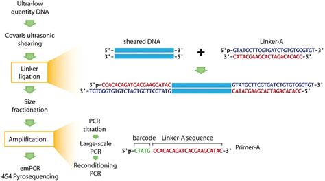 Linker Amplification La Method Schema This Study Assesses An