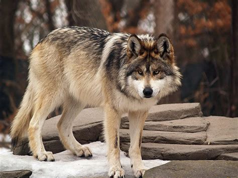 Mexican Wolf Recovery Program Sees Success In Cross Fostering Knau