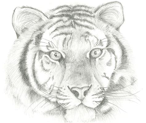 Tiger Face By Hundragirl On Deviantart Pencil Drawings Of Animals