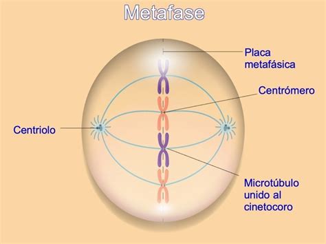 Fases De La Mitosis Y Sus Caracter Sticas Diferenciador The