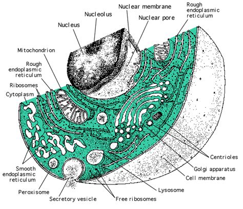 On average in a mammalian cell, there can be about 10 million ribosomes. Biology Chapter 2 Cells Flashcards by ProProfs