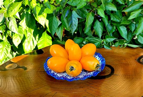 Yellow Tomatoes Orange Icicle Tomato