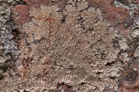 Slideshow 2509 23 Some Crustose Lichen At The Foot Of Granite Cliffs