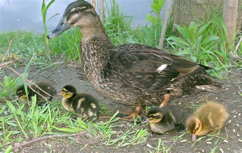 Mother Duck With Her Baby Ducklings Duck Ducklings Animals