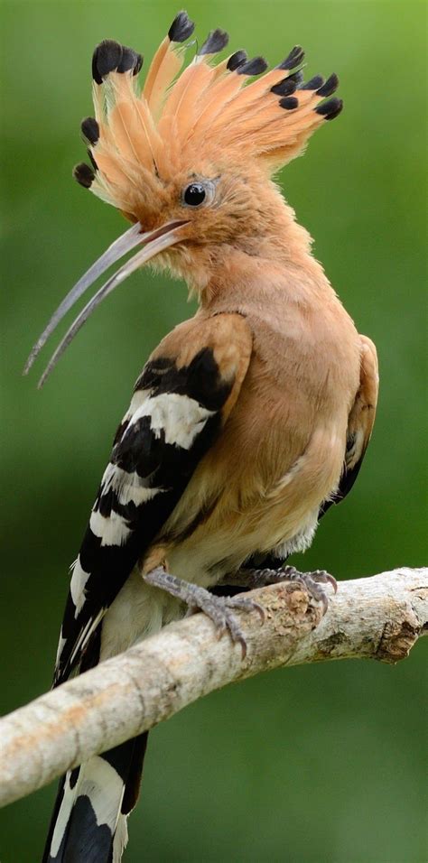 Beautiful Hoopoe Birdbeautifulbirds Cuteanimals Animals Birds